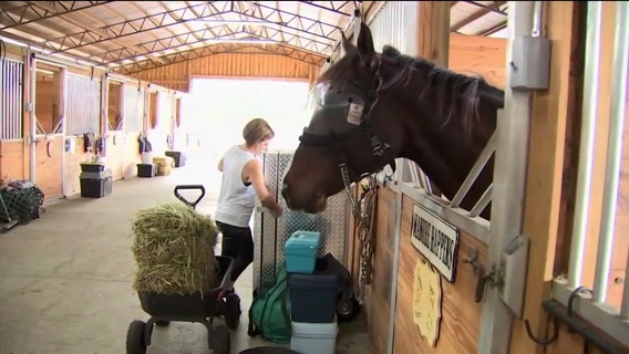 Influx of starving horses prompts Plant City rescue group to ask community for help