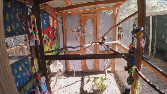 'She's so vulnerable': Exotic toucan stolen from animal sanctuary in Tampa