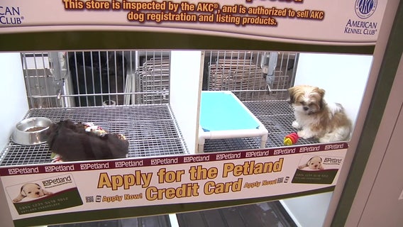 Manatee County revisits whether to allow retail pet sales after ban last year