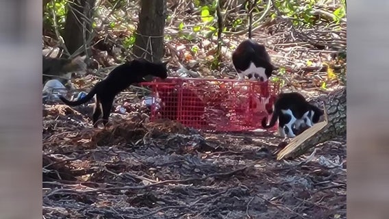 More than 25 cats found abandoned near I-75 in Gibsonton
