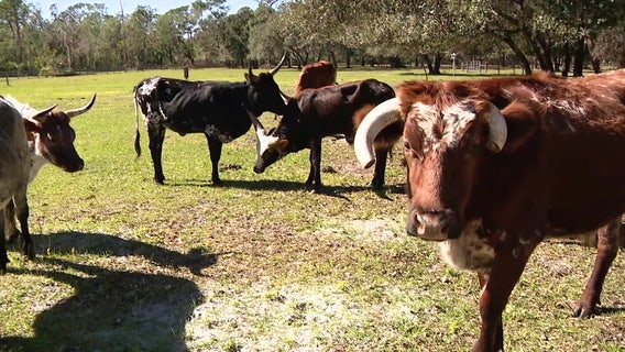 Crowley Museum and Nature Center plans to reopen for first time since Hurricane Ian
