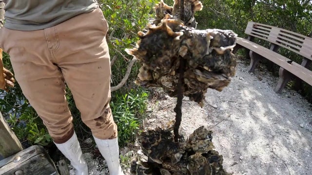 Oyster shells from restaurants recycled into vertical gardens to improve ecosystem