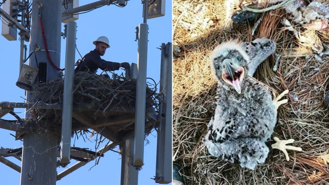 Cell phone tower worker, wildlife volunteers help eagle family after fishing line gets tangled in their nest