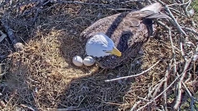 Harriet, M15 - the famous eagles of southwest Florida - are expecting 2 eaglets following Hurricane Ian