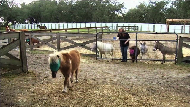 Retired teacher raises miniature horses on Sarasota farm