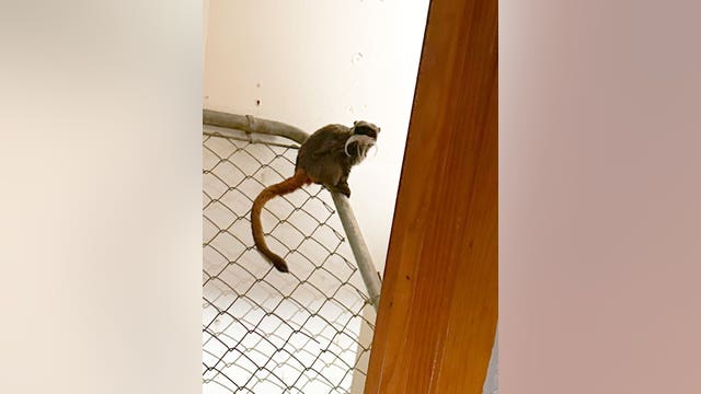 Missing Dallas Zoo monkeys found in abandoned Lancaster home