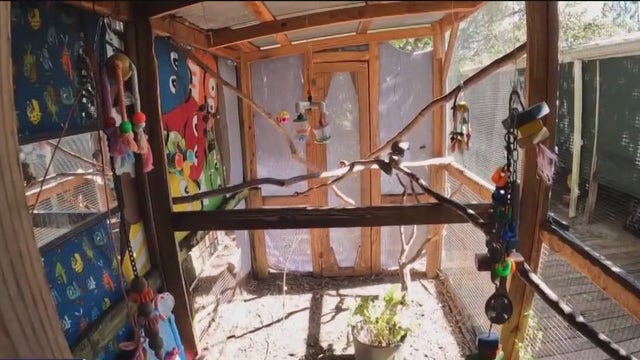 'She's so vulnerable': Exotic toucan stolen from animal sanctuary in Tampa