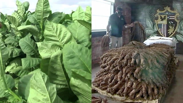 100 years of Florida's tobacco growing history rolled into each J.C. Newman premium cigar