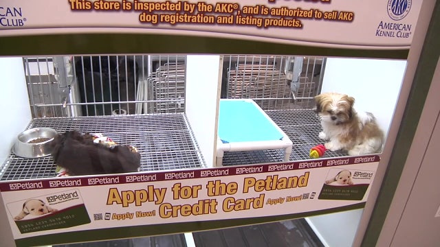 Manatee County revisits whether to allow retail pet sales after ban last year