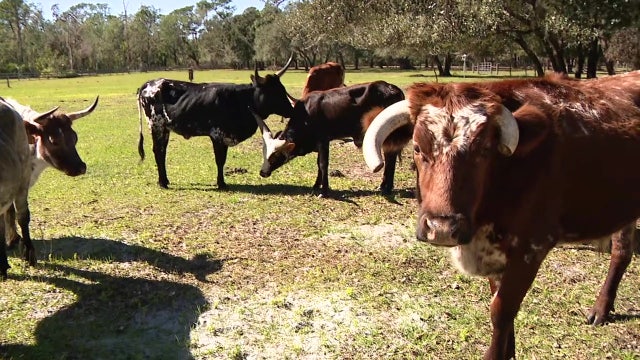 Crowley Museum and Nature Center plans to reopen for first time since Hurricane Ian