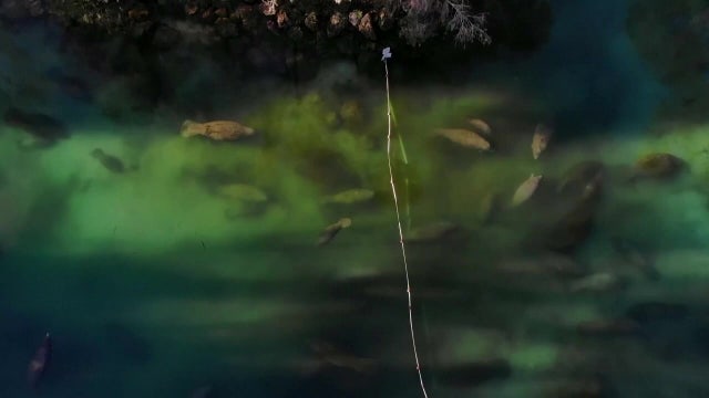 Eight manatees taken to ZooTampa critical care center showing signs of cold water exposure