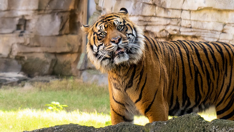 Bandar, a 9-year-old critically endangered Sumatran tiger that now calls Busch Gardens home.