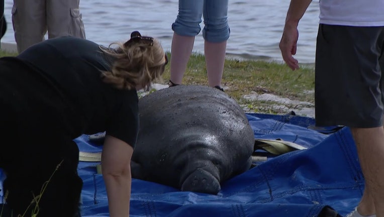 A USF marine biology student alerted FWC officials to a cold-stressed manatee in the Bayboro Harbor.