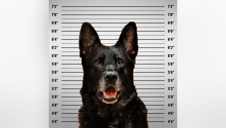 k9 ice