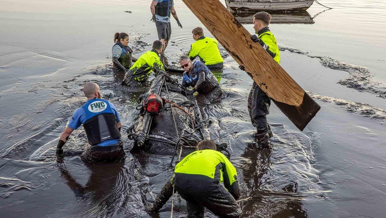 Rescuers with Florida Fish and Wildlife Conservation Commission and Jacksonville Fire Rescue work to free a manatee trapped in the mud banks of the St. John's River at low tide.