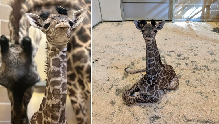 The female giraffe calf born on Jan. 22, 2023 at the Sacramento Zoo.