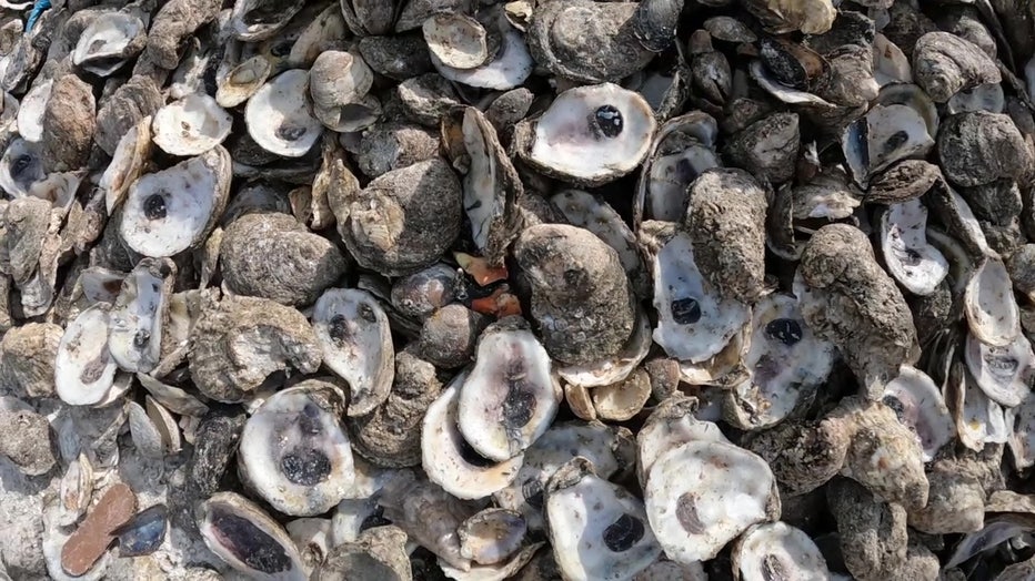 Once the oyster shells are picked up from restaurants they are cured in they cured for 3-4 months. 