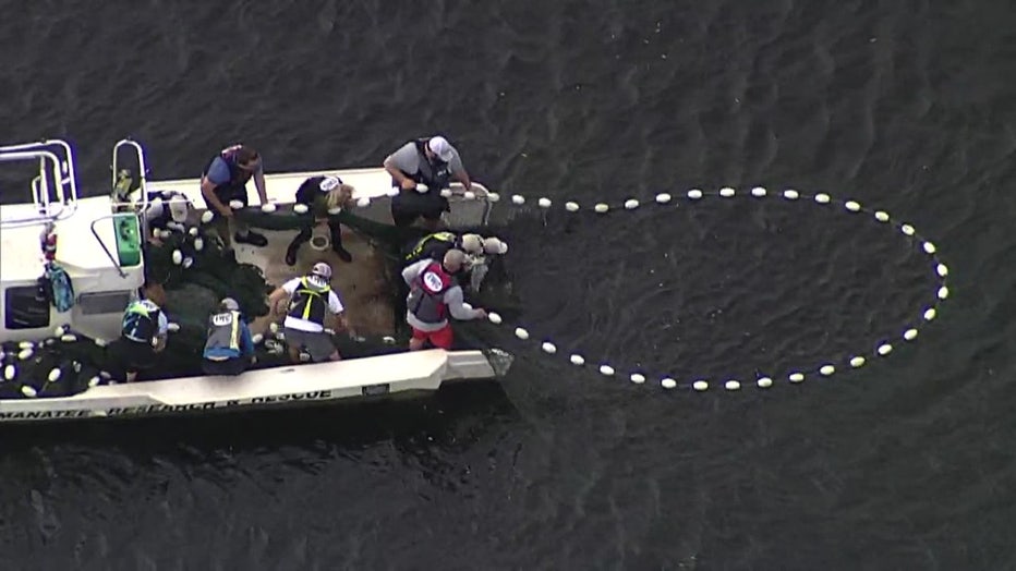 Crews gather a manatee in distress in the Bayboro Harbor