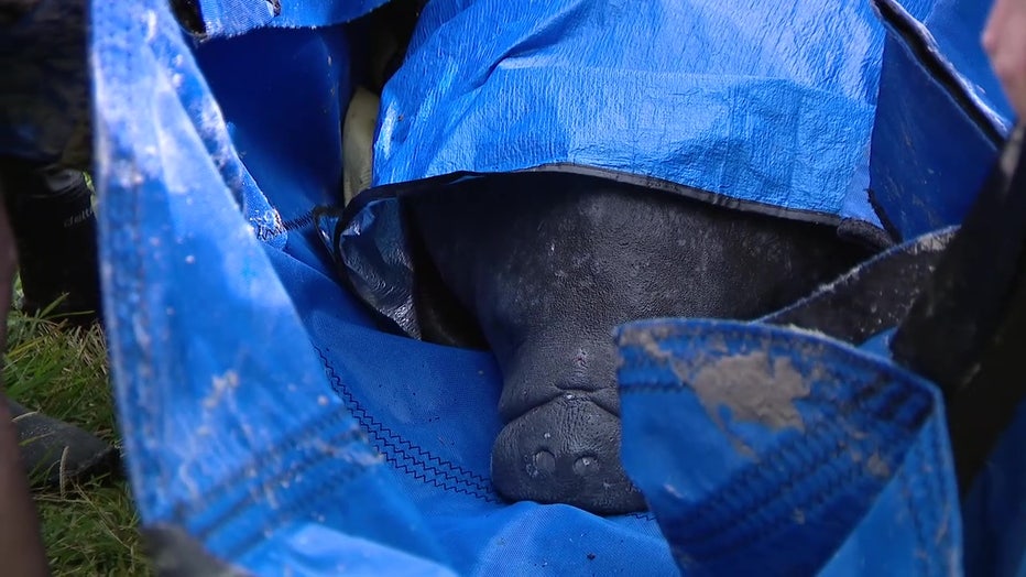 Cold-stressed manatee being rescued from Bayboro Harbor. 