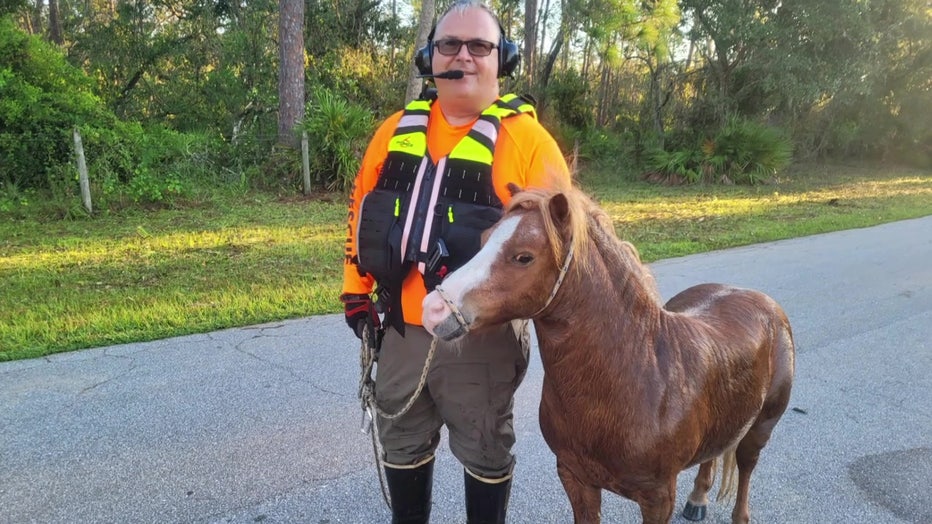 A member of Manatee County Search and Rescue with a horse the group helped rescue after Hurricane Ian.