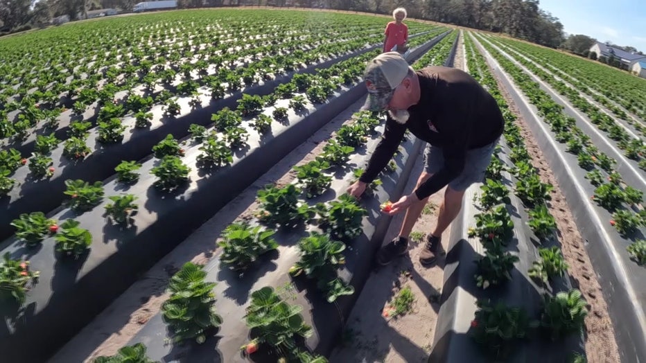 A man picks strawberries at Three Son Farm. 