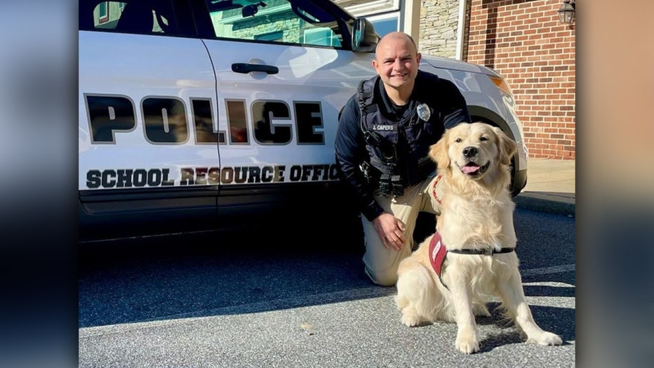 Golden retriever sale police dog