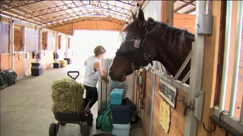 Horses at RVR Horse Rescue in Plant City