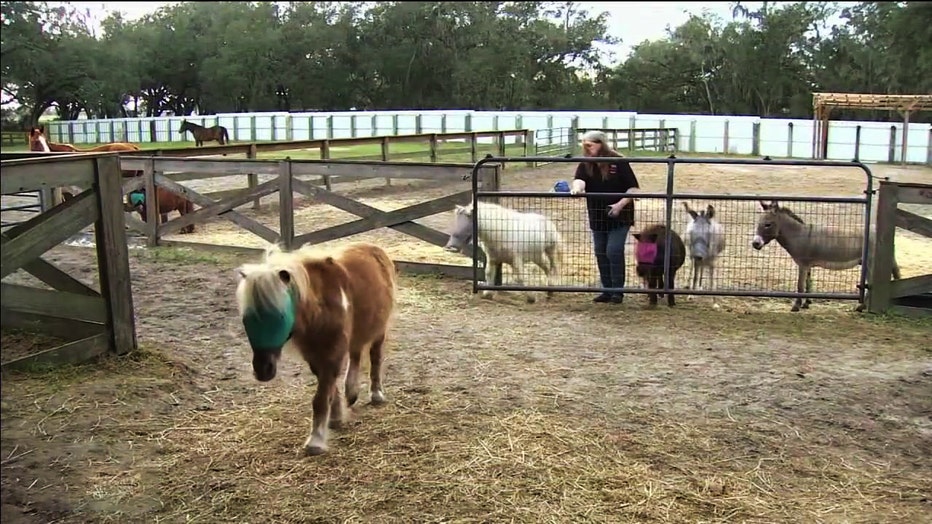 Horses at RVR Horse Rescue in Plant City