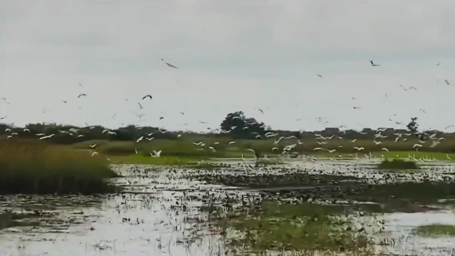 File image of wetlands.