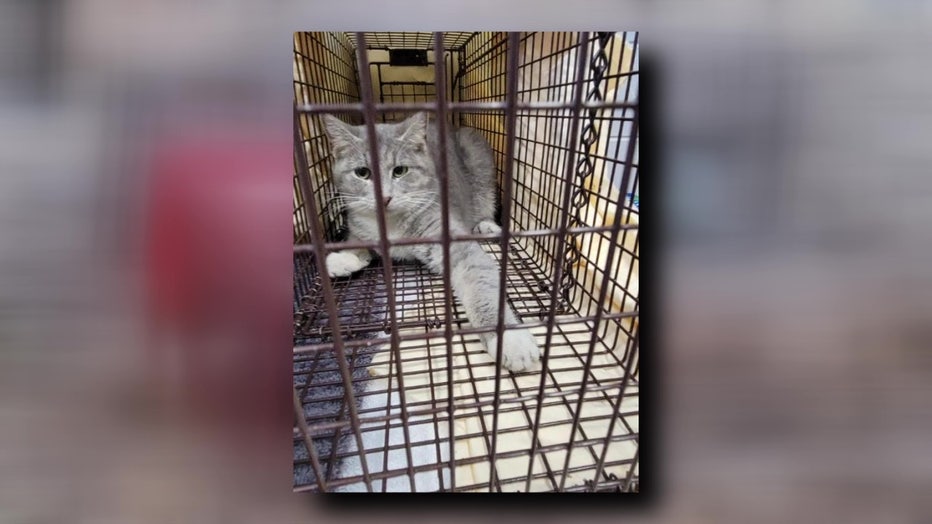 More than 25 cats found abandoned near I-75 in Gibsonton