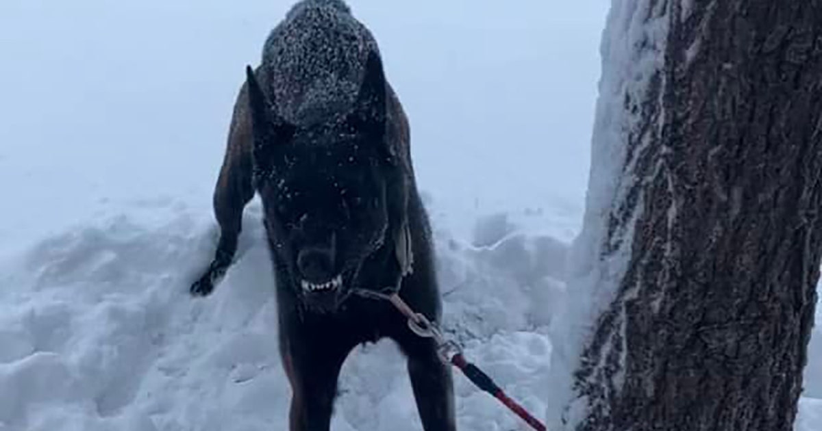 Freezing dog found tied to tree outside shelter during snowstorm | FOX ...