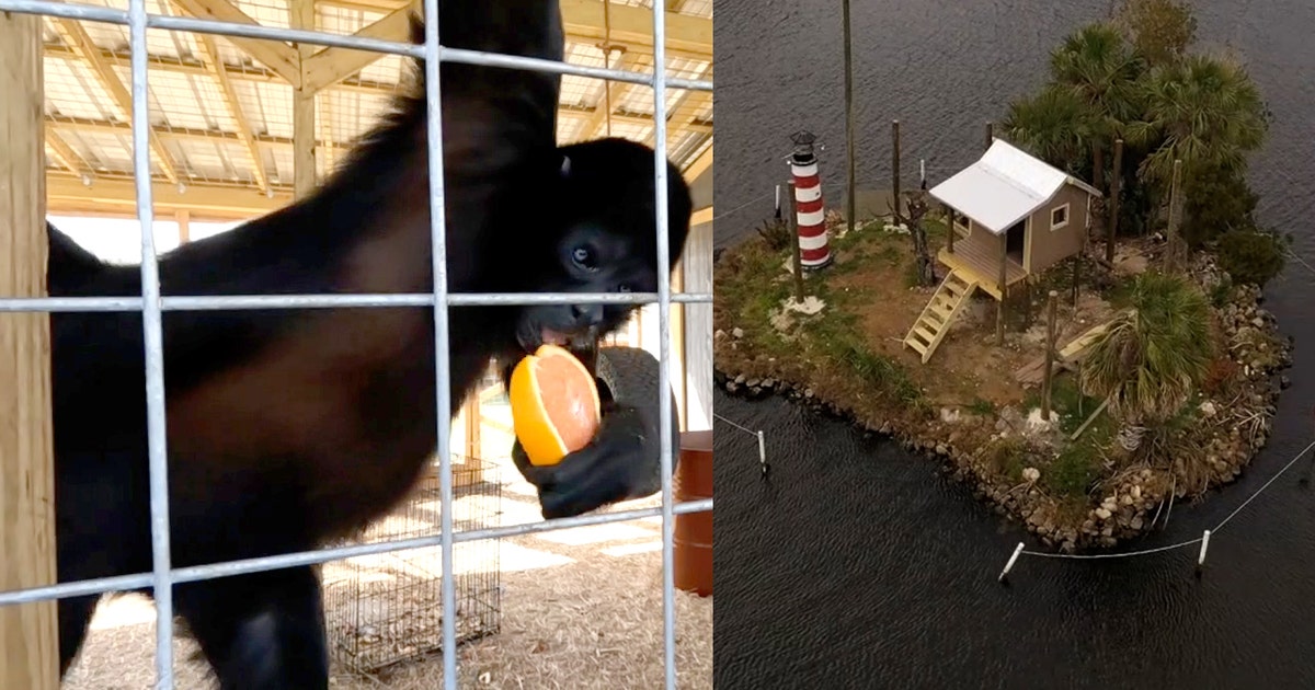 Monkey Island primates are vacationing at Boyett's Grove as their ...