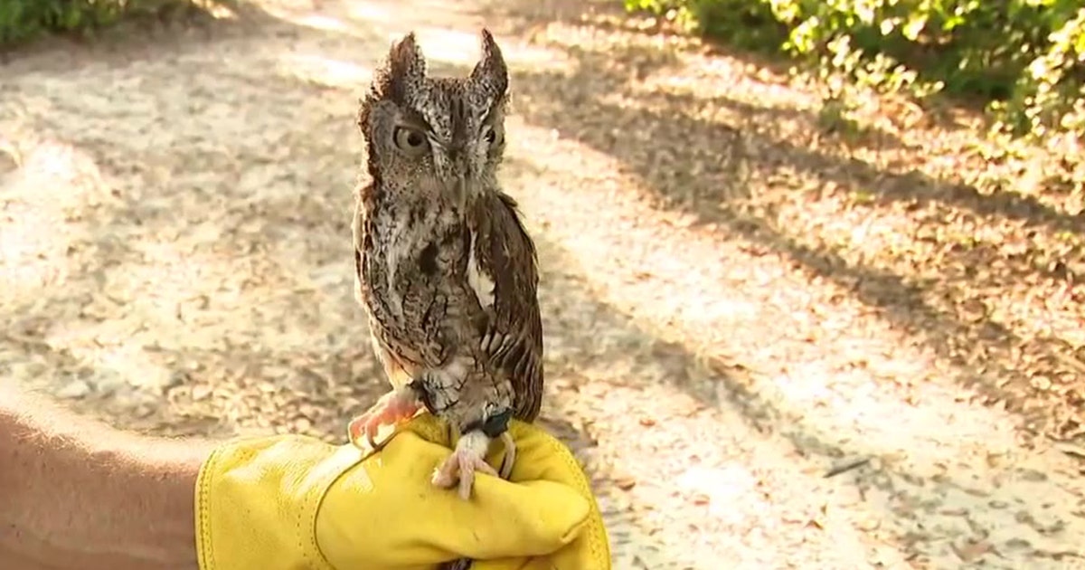 Petersfeild Raptor Raptor Fest returns to Boyd Hill Nature Preserve in St. Pete this ...