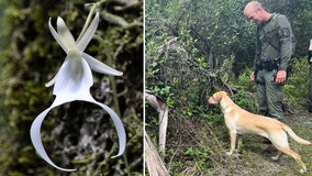 Florida K-9 catches thieves stealing rare ghost orchid growing in state park