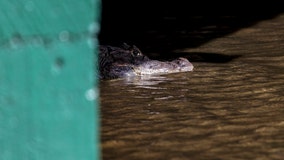 FWC: 85-year-old woman dies after apparent alligator bite in St. Lucie County