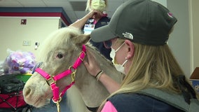 Miniature therapy horse brings hugs, hope and healing to Tampa General Hospital