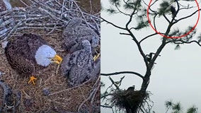 Where is Harriet? M-15 and eaglets preparing for life without beloved matriarch