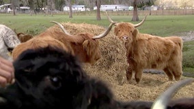 Fluffy cows are a centerpiece of Plant City's agritourism