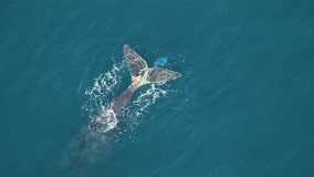 Wildlife officials tediously remove fishing rope wrapped around endangered whale’s tail