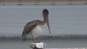 FWC proposes year-round ban on sabiki rigs on Skyway Fishing Pier to protect pelicans