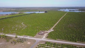 Hurricane Ian causes estimated $1 billion in agricultural-production losses