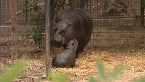 Meet Bubbles: The first pygmy hippo born in Arizona serves important purpose