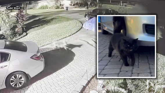 Two coyotes spotted chasing North Carrollwood family's cat in driveway