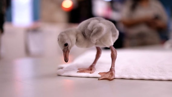 17 fuzzy flamingo chicks hatch at Texas zoo — with more on the way