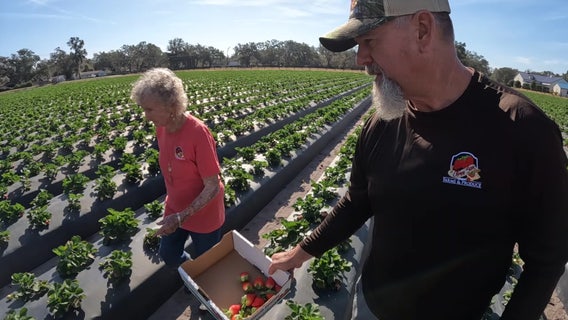 93-year-old strawberry farmer mentors generations for the future