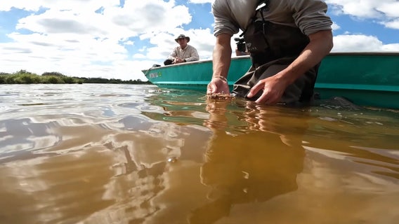 Local scientists work to combat seagrass loss after 4,000 acres killed off in Tampa Bay