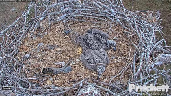 Where is Harriet? M15 continues caring for two eaglets while mother has not been seen in days