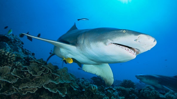 Florida had highest number of unprovoked shark attacks on Earth in 2022