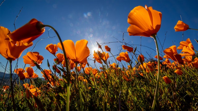 ‘Super bloom’ swarms force California city to say no more