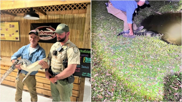 Alligator with mouth taped shut in Brandon pond rescued and relocated
